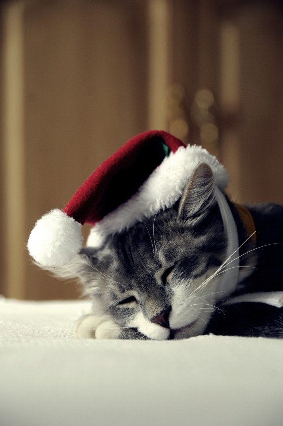 Grey and white tabby kitten sleeping in a miniature Santa hat
