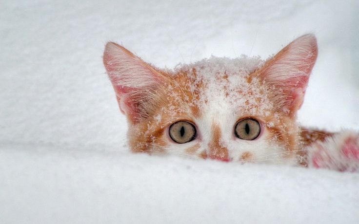 animals winter12