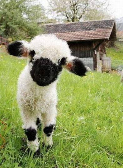 Valais Blacknose lamb in a green field