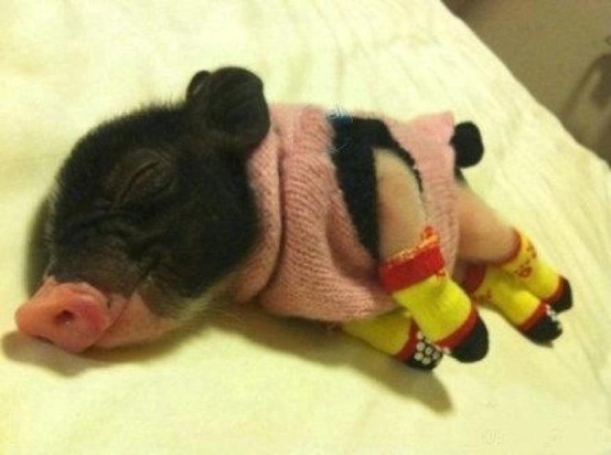 Sleeping piglet in a pink sweater and tiny yellow socks