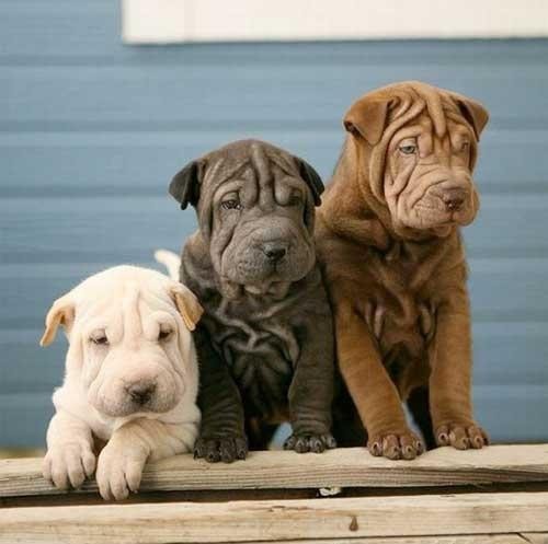 Three Shar Pei puppies sitting together