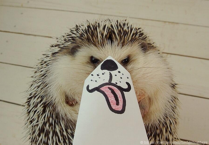 Marutaro hedgehog expressive mask