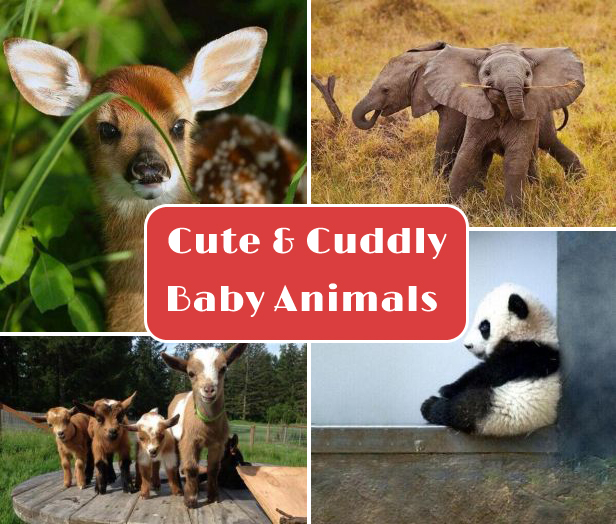 baby animals
