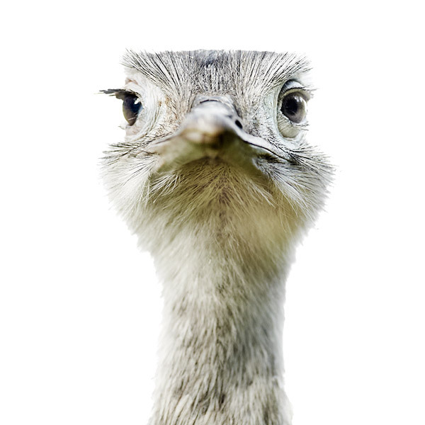 Ostrich portrait by Morten Koldby