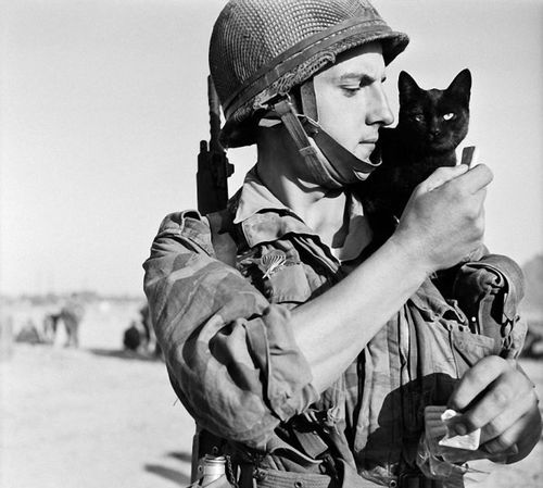 war-animals32