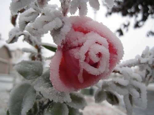 winter wonderland06