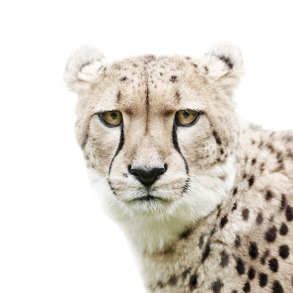 Cheetah portrait by Morten Koldby