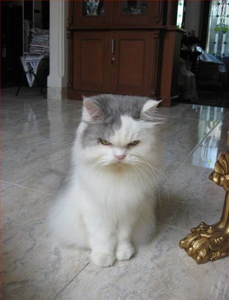 Adorable animal photo from the Irresistable Adorables 2 set