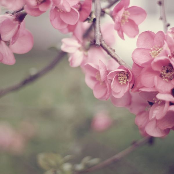 Romantic nature photograph by Liz Rusby