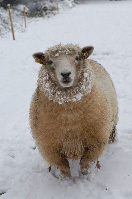 animals winter01