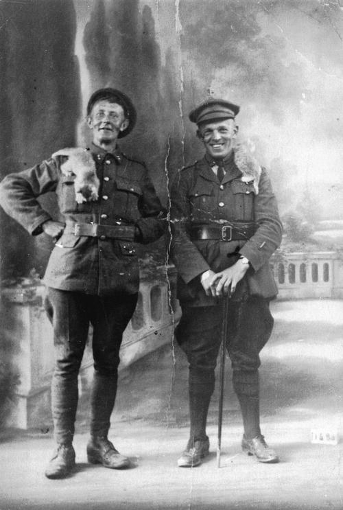 war-animals24