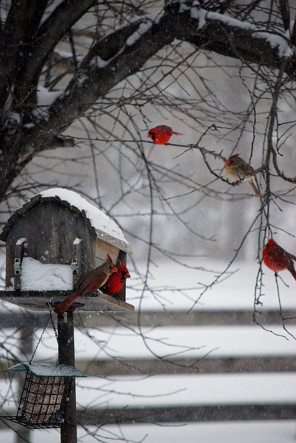 winterscapes20