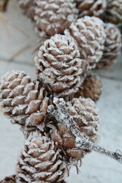 winterscapes39