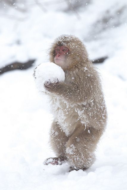 animals winter10