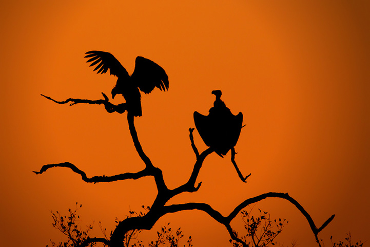 Mario Moreno Silhouettes series