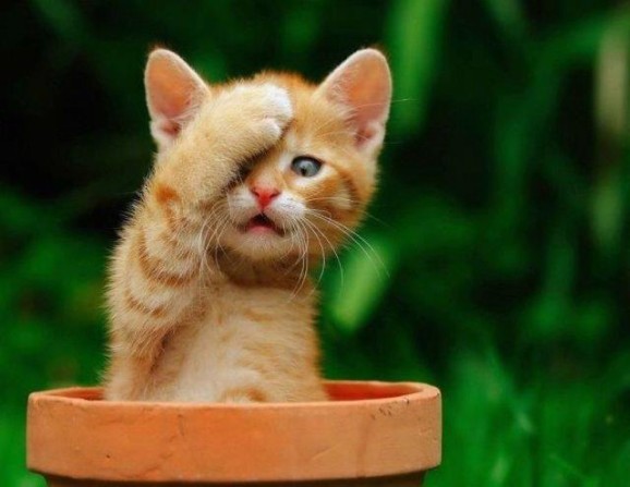 Ginger kitten in a flowerpot doing a facepalm