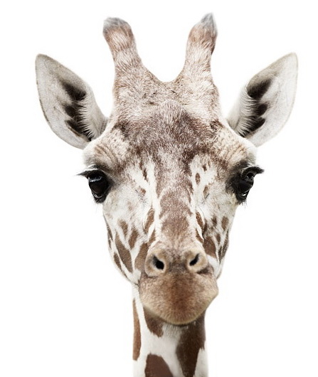 Giraffe portrait by Morten Koldby