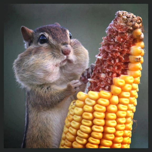 Chipmunk with cheeks stuffed full of corn