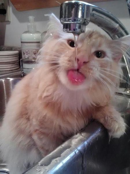 Long-haired cat drinking from a kitchen faucet
