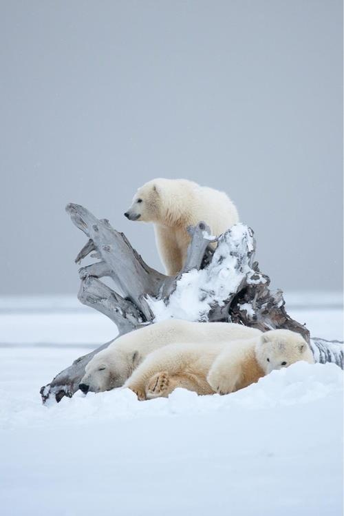 animals winter22
