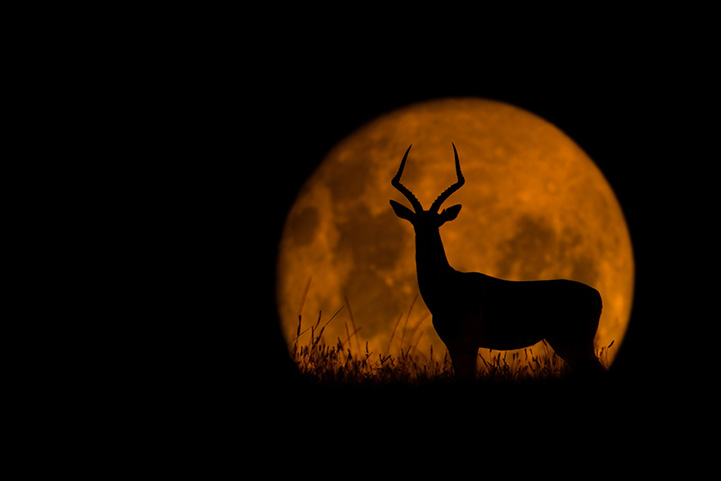 African wildlife silhouette by Mario Moreno