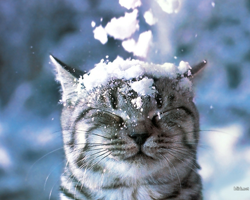 animals06