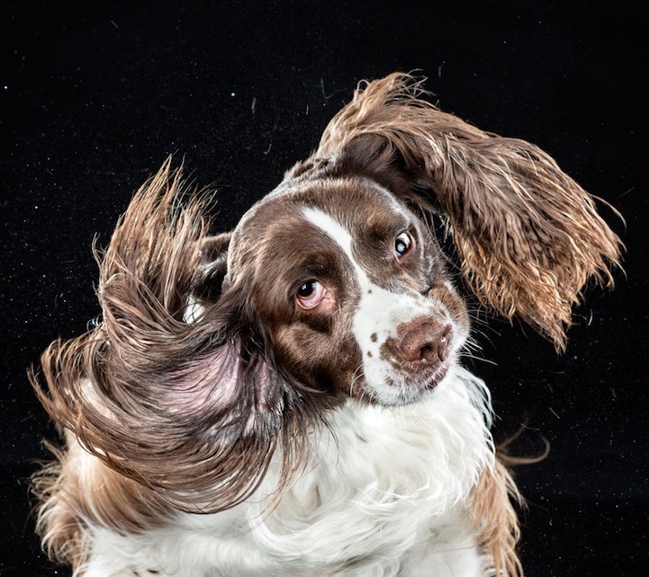Dog shaking water in Carli Davidson series
