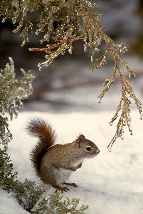 animals winter28