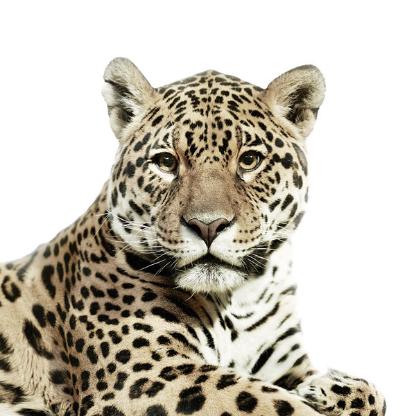 Jaguar portrait by Morten Koldby