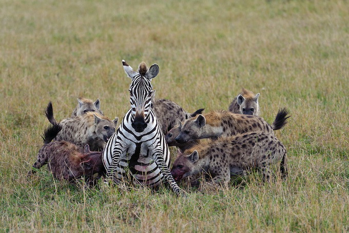 15animals