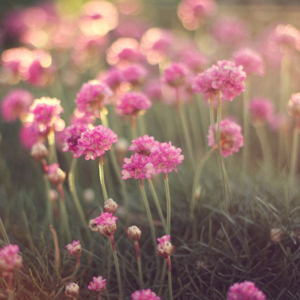 Dreamy blossom detail by Liz Rusby