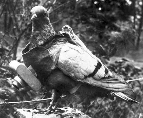 war-animals15