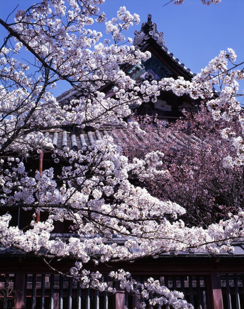 Vertical sakura composition