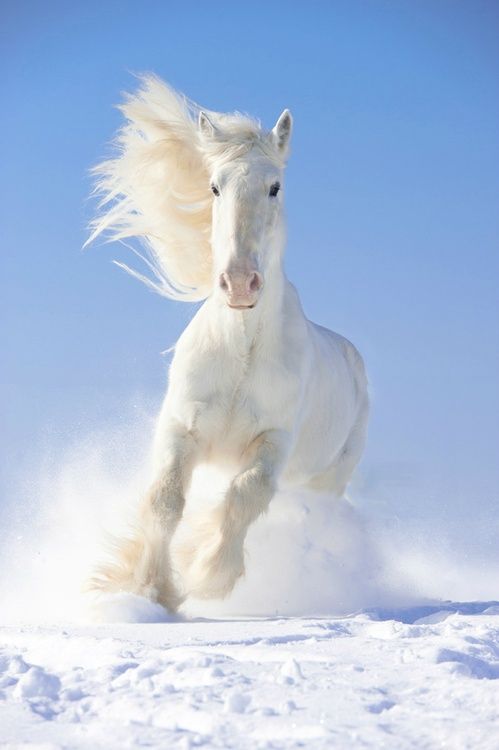 animals winter05