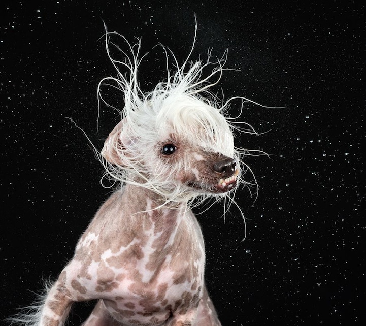 Carli Davidson Shake photography dog portrait